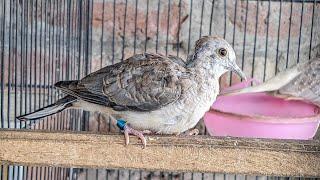 HYBRID F1 BETWEEN ZEBRA DOVE & DIAMOND DOVE - UPDATE