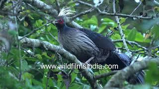 Kaleej Pheasant roosts on a tree for the night. Active by day on ground, hiding in trees at night