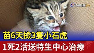 苗6天撿3隻小石虎 1死2活送特生中心治療