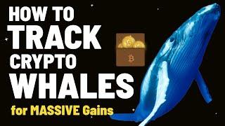 How to Track Crypto Whales Wallet for Massive Gains 