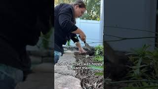  planting flowers for my mom to look forward to in spring