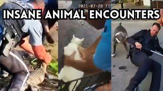 15 WILDEST ANIMAL ATTACKS Caught on BodyCam