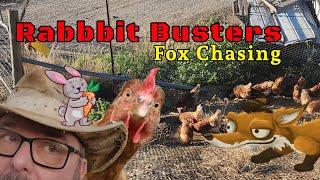 Rabbit and Fox Hunting. Big Hits and Chicken Sh*t.  #australia #hunting #rabbit #fox