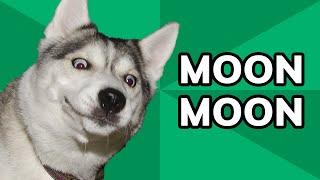 Moon Moon is the Derpiest Doggo on the Internet | Meme History