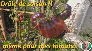 drôle de saison !! même pour mes tomates #CultiverEnPots    #potagerenpots   #espacerestreint