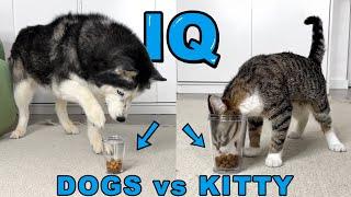 IQ test for a NEW Kitten! WHO'S SMARTER? Dog vs Cats