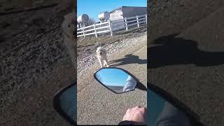 How bikers walk their dog ️ #wholesome #biker #doggo #goose ! #moto #speed