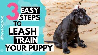 How to leash train your puppy or dog. || Monkoodog