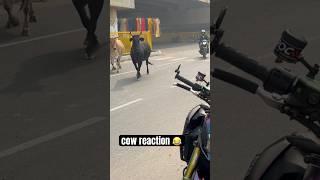 cow reaction #trending #shorts #viralvideo