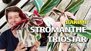 Stromanthe triostar Bakımı | Üç Renkli Dua Çiçeği Bakımı | Evde Bitki Bakımı