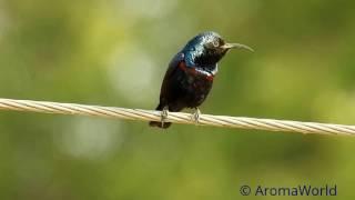 Purple Sunbird - Courtship Song & Acts.