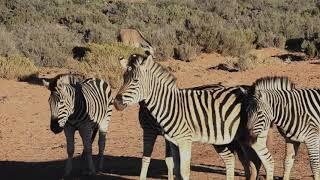 Did you know?The Burchell's Zebra is the closest relative to the extinct Quagga