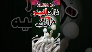 نژاد " +Albino A / آلبینو " مجیک ماشروم  در ۶۰ ثانیه ⏱️