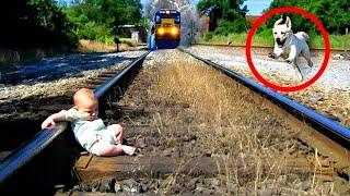 Father Threw His Son Onto the Rails. But What The Dog Did Was Unbelievable