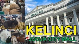 Kelinci di Jogja City Mall