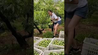 Big Time Green Plum Season#fruit #agriculture  #farming