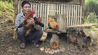 ''Work Every Day - Build A Bamboo Chicken Coop'' - Poor Chicks? | Solo Survival