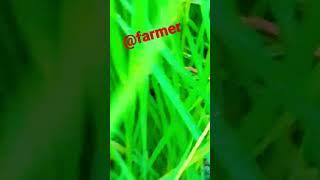 @farmers #trend #short #youtube #agriculture #nature