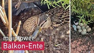 Ente gut, alles gut | maintower