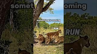 The scared lion #trending #animals #wildlife #lion #lionking #buffalo #shorts #viralshorts