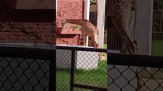 what a beautifull giraffe in lahore zoo #brazil#mexico #russia #mexico #malaysia #usa #southkorea