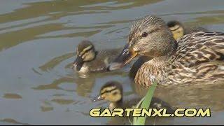 Entenfamilie am See / Stockenten Küken Entennachwuchs / Entenküken Vogelbeobachtung