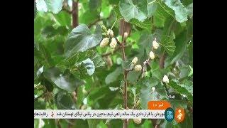 Iran White Mulberry harvest, Spring 1398, Nowferest village, Birjand توت سفيد روستاي نوفرست بيرجند