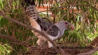 Channel-billed Cuckoo Attack's Currawong Nest