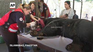 Charity rescues severely abused bear in Pakistan