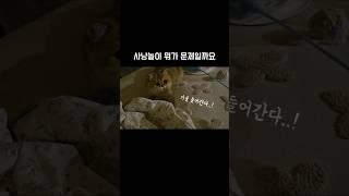 사냥놀이 잘하는 법 알려주세요. #브리티쉬숏헤어 #고양이 #cat #shorts #funny