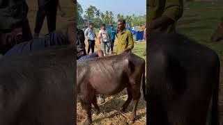ചന്തയിൽ വെച്ച് തന്നെ മറിച്ചു അരമണിക്കൂർ കൊണ്ട്‌ എട്ടായിരം പോക്കറ്റിൽ