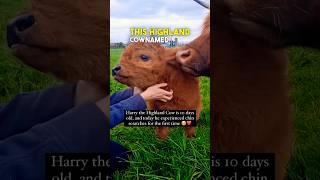 This Highland Cow is 10 Days Old ️