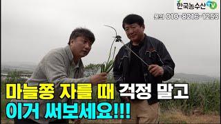 [한국농수산TV] 마늘쫑 자를 때 걱정말고 이거 써보세요
