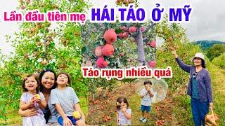 CUỘC SỐNG MỸ- GIA ĐÌNH VIỆT MỸ ĐI LÊN NÚI HÁI TÁO- LẦN ĐẦU TIÊN MẸ ĐƯỢC HÁI TÁO QUẢ TO NGỌT Ở MỸ