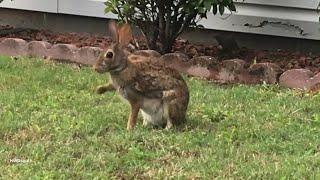 Smart Rabbit Uses Me To Avoid Cats