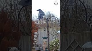 Jackdaw showing it's amazing white eye  #birds #wildlife #nature #jackdaw