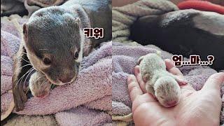 Mother Otter Brings A Baby Otter To Human Grandpa.