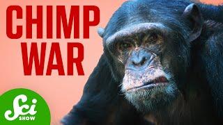 The Chimp War that Shocked The World