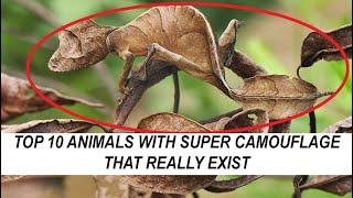 TOP 10 Animal With SUPER CAMOUFLAGE That Really EXIST