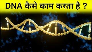 DNA कैसे काम करता हैं - how DNA works ?