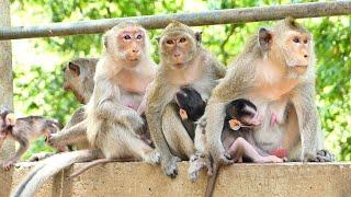 Good time all mom monkey relax asking about food for baby Breastfeeding