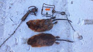 Muskrat Trapping Bank dens, Baited Sets and Huts