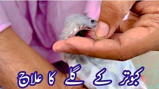 Pigeon throat treatment | Rana Ahmad Dastgeer