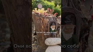 Как создать сказку в саду? Просто добавьте эту деталь!