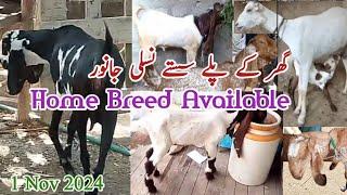 Home Breed for Sale in Karachi November 1, 2024