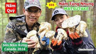 @DiYChat Bội thu nấm TÙNG NHUNG trong ngày đầu khởi hành, đi không nổi luôn 1886》 Pine Mushrooms