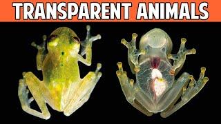 10 MOST TRANSPARENT And INVISIBLE Animals In The World 