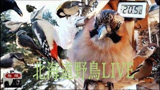 北海道野鳥LIVE　～‘Hokkaido bird watching LIVE Cam～2025.03.08