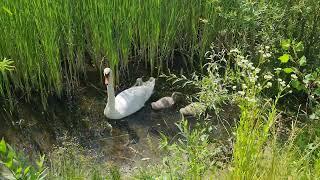 Family swans in the city park of Uzhhorod