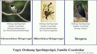 Vogel, Ordnung Sperlingsvögel, Familie Cracticidae bird Strepera Passeriformes Tasmanwürgerkrähe